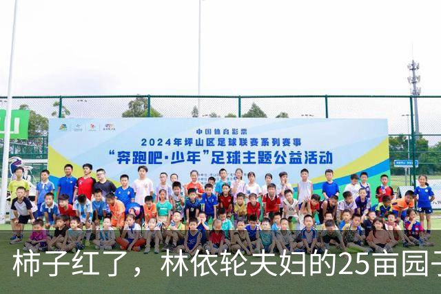 柿子红了，林依轮夫妇的25亩园子火了，这才是神仙日子！