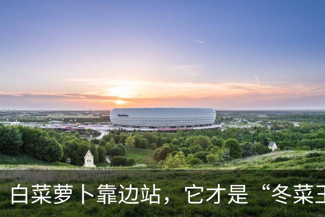 白菜萝卜靠边站，它才是“冬菜王”！天然养胃、强筋骨，炒菜太鲜了